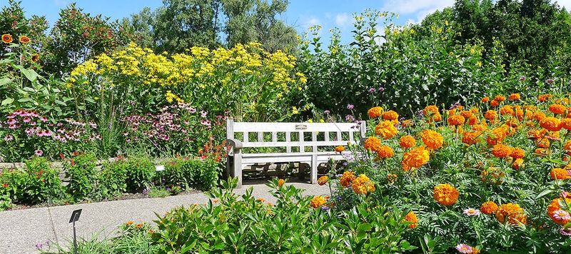 The Helen V. Smith Woodland Wildflower Garden in Full Bloom