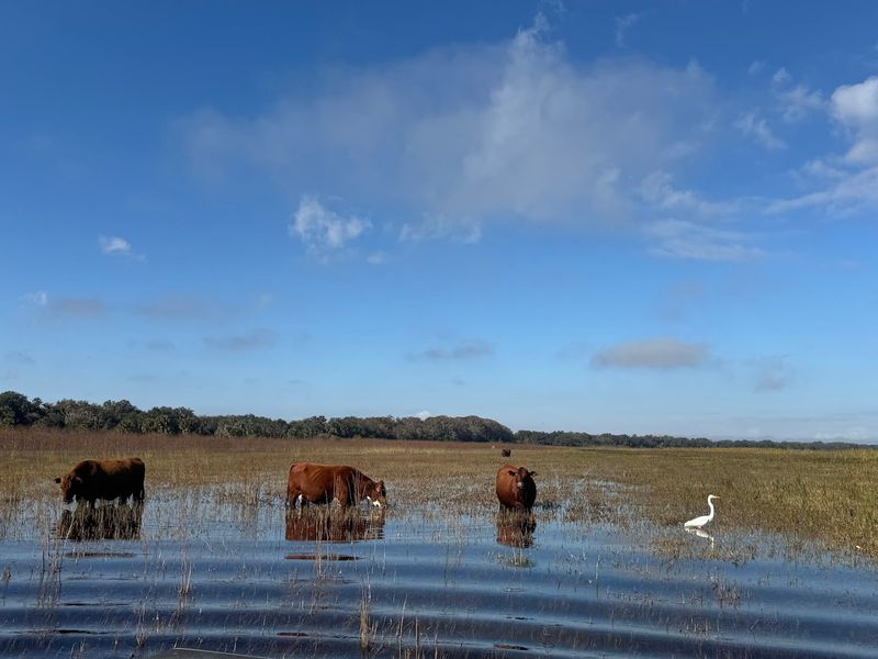 The Highland Cows That Nobody Expects to Love