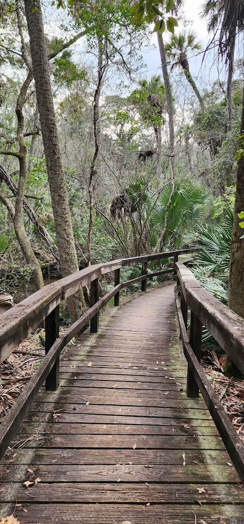 The Hiking Trail Through the Forest