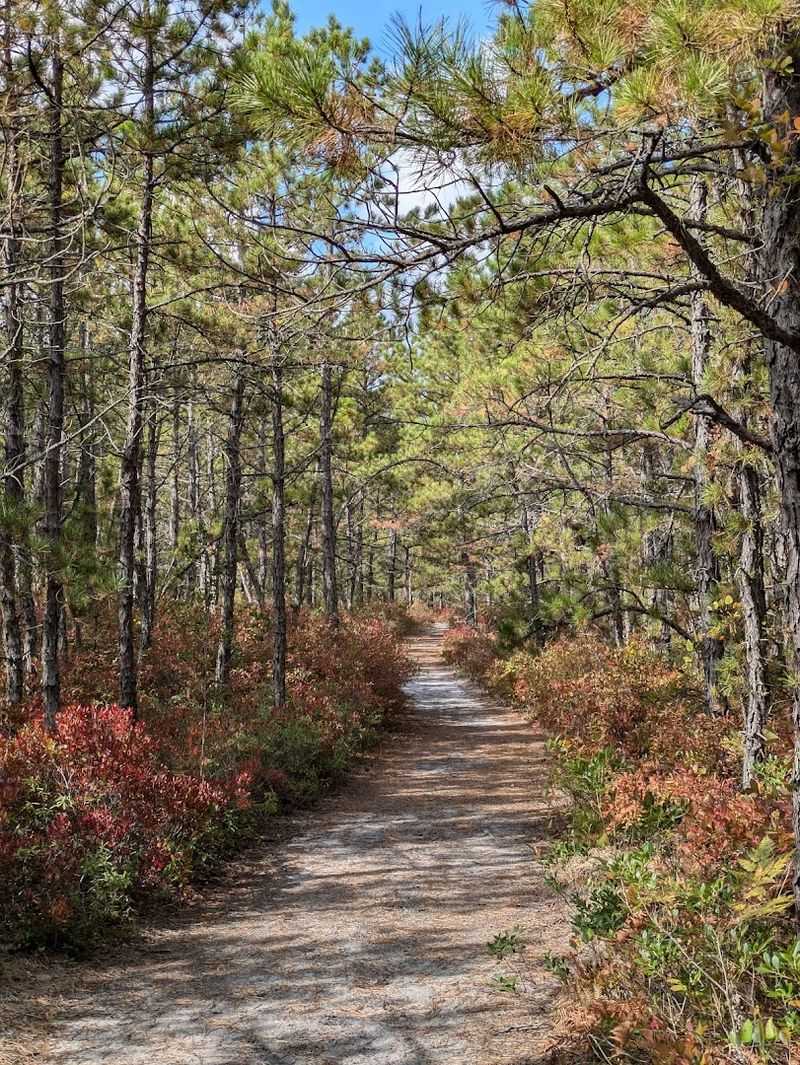 The Hiking Trails That Wind Through Pine And Cedar The Hiking Trails That Wind Through Pine And Cedar