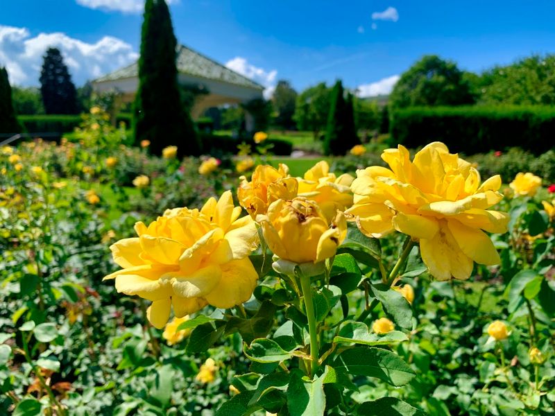 The Historic Rose Garden: 3,000 Roses and 115 Varieties The Historic Rose Garden: 3,000 Roses and 115 Varieties