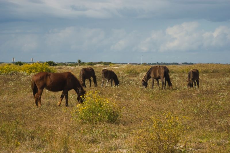 The History Behind the Island and Its Horses The History Behind the Island and Its Horses