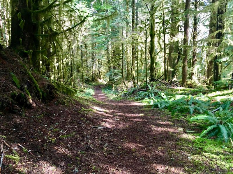 The History and Conservation Story Behind This Preserved Forest