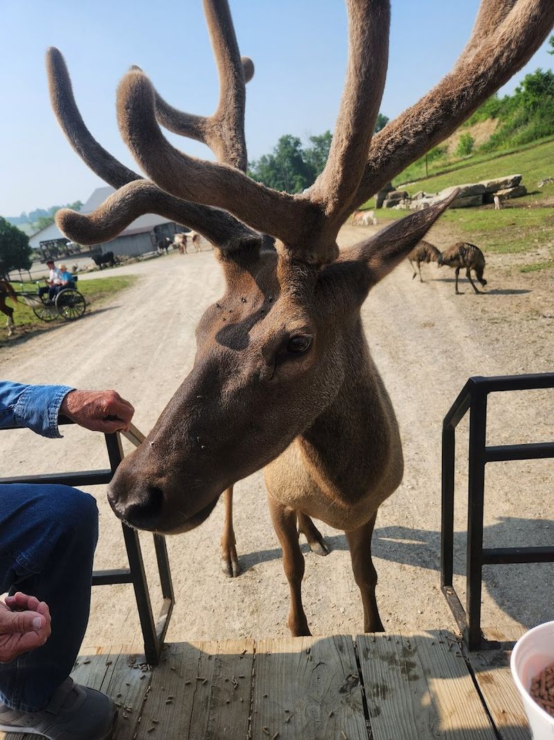The Horse-Drawn Wagon Ride: The Ultimate Up-Close Experience