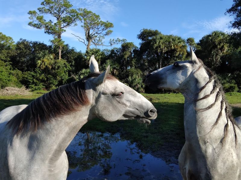 The Horses That Call This Place Home