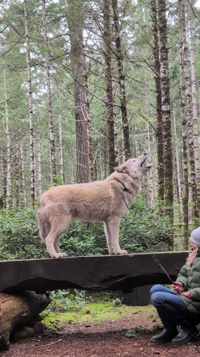 The Howl: A Moment That Stops You Cold The Howl: A Moment That Stops You Cold