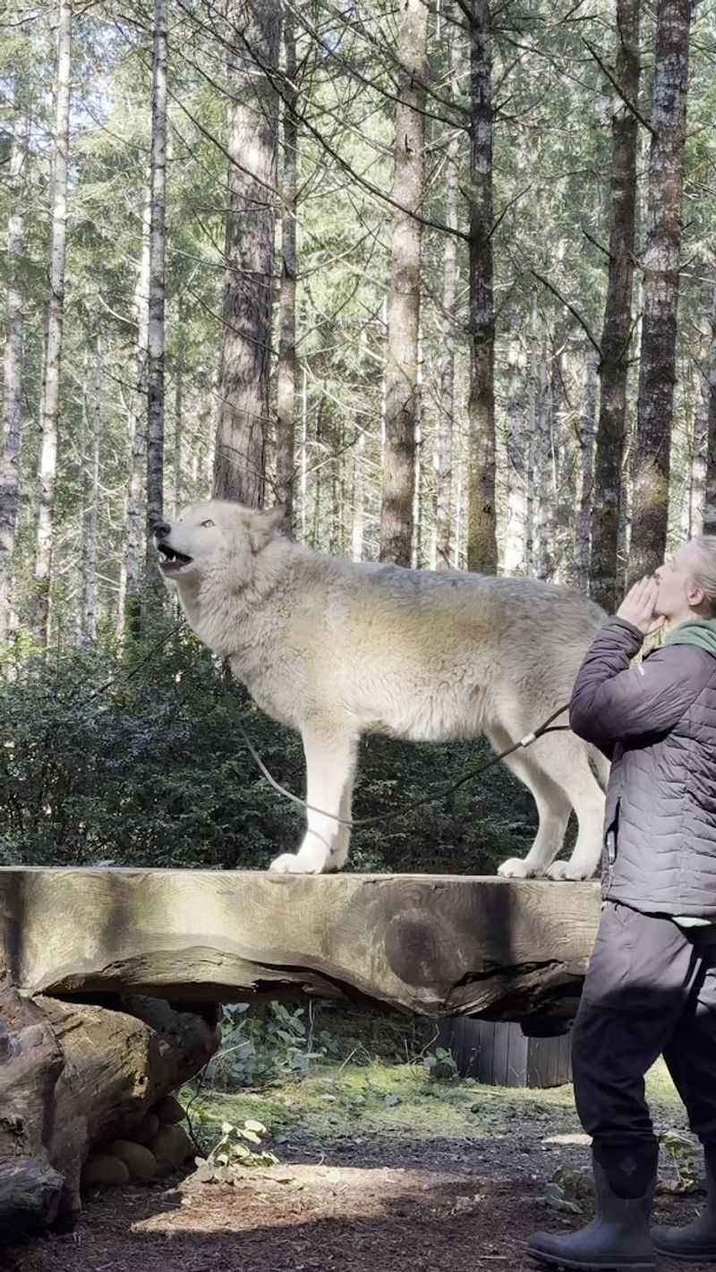 The Howl and Hike: The Tour Everyone Talks About The Howl and Hike: The Tour Everyone Talks About