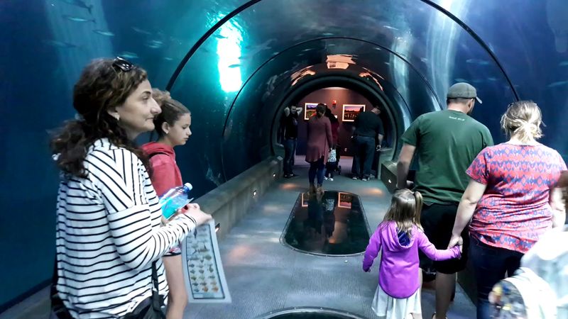 The Jr. Aquarist Program: Learning While Exploring