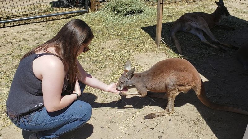 The Kangaroo Enclosure Is Everything You Hope It Will Be The Kangaroo Enclosure Is Everything You Hope It Will Be