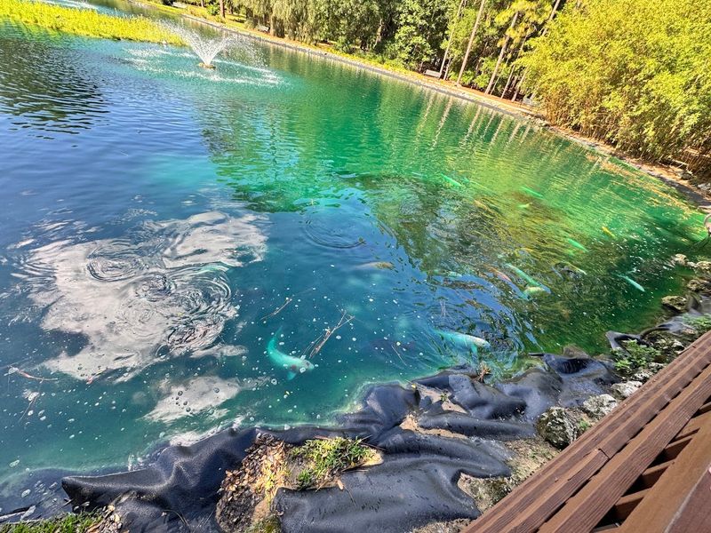 The Koi Pond That Steals Everyone's Attention