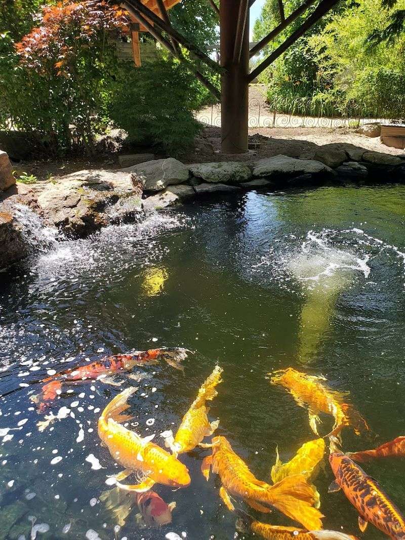 The Koi Pond: Where the Fish Practically Steal the Show The Koi Pond: Where the Fish Practically Steal the Show