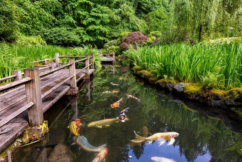 The Koi Pond and Water Features That Steal the Show