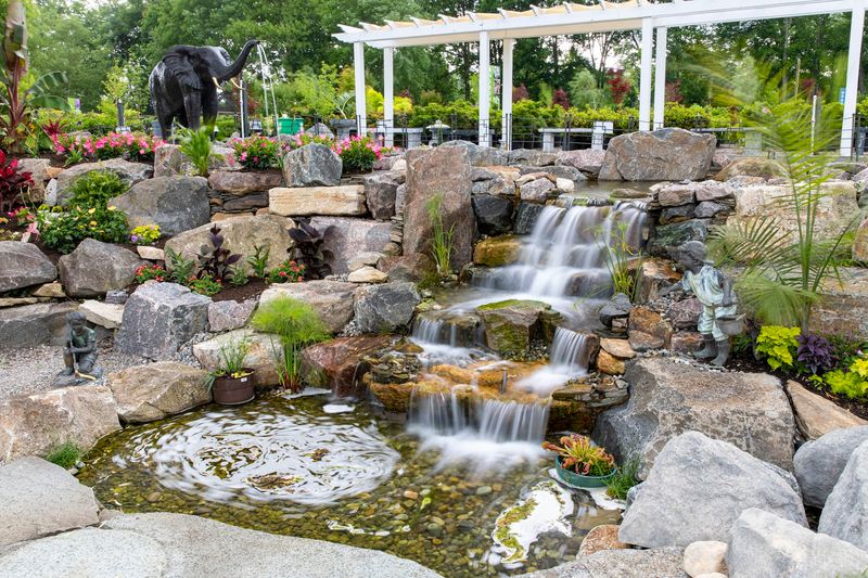 The Koi Ponds and Swan Lake