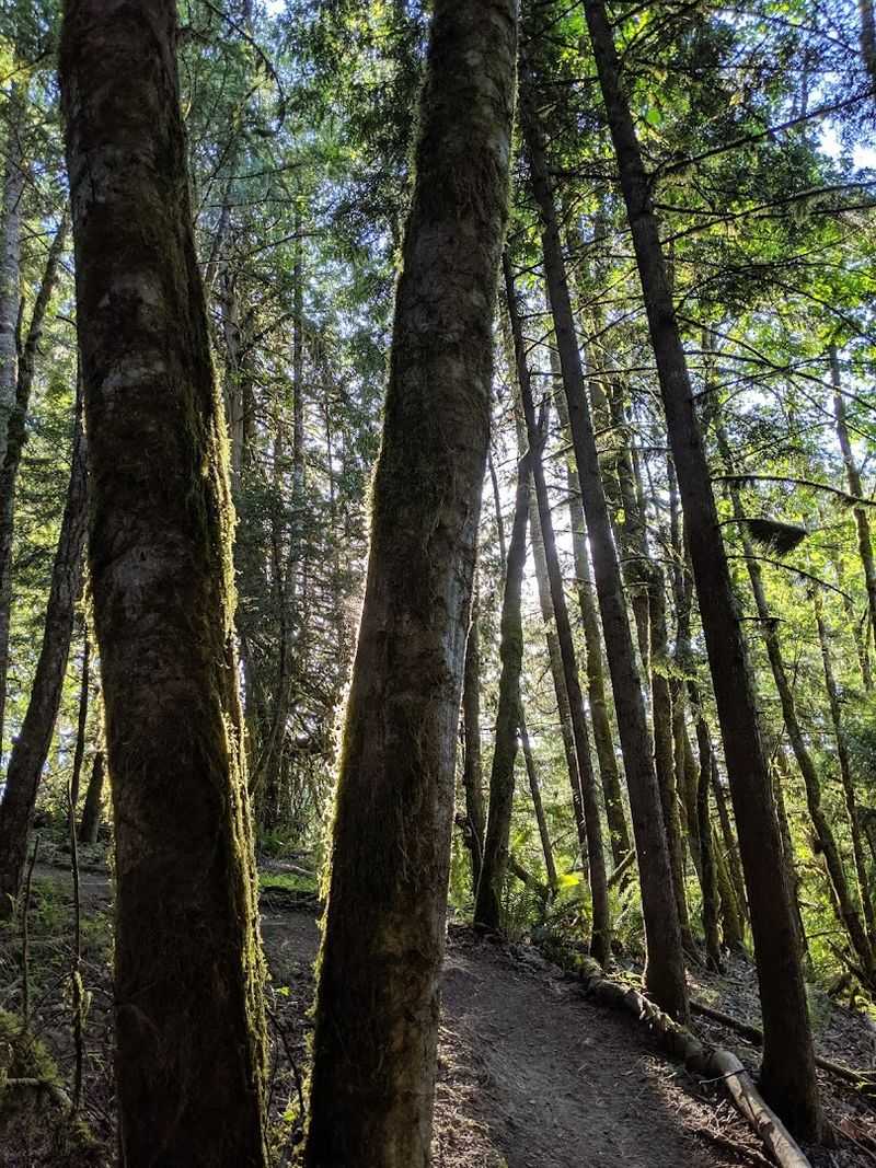 The Largest Pacific Yew Tree in Oregon Grows Here