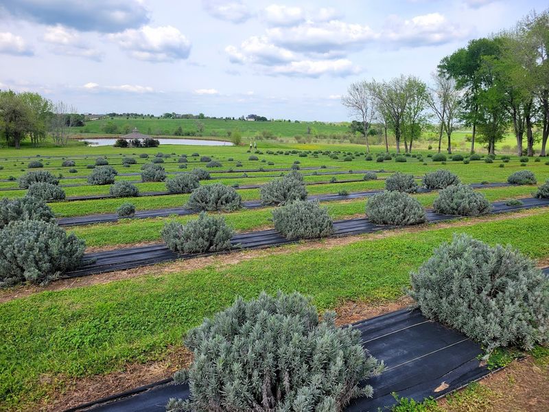 The Lavender Festival: A Spring Event Worth Marking on Your Calendar The Lavender Festival: A Spring Event Worth Marking on Your Calendar