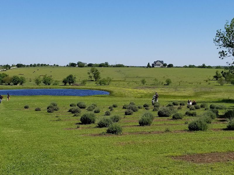 The Lavender Fields: Rows of Purple as Far as You Can See The Lavender Fields: Rows of Purple as Far as You Can See
