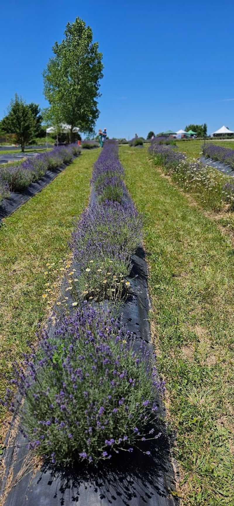 The Lavender Fields Themselves