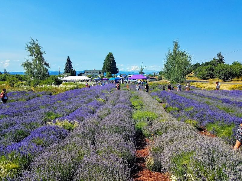 The Lavender Fields in Full Bloom The Lavender Fields in Full Bloom