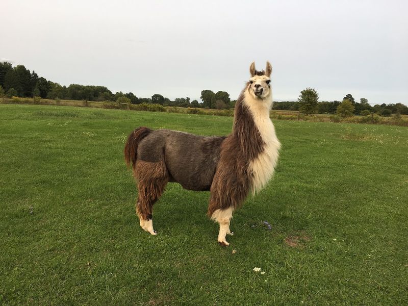 The Llamas, Donkeys, and Furry Welcoming Committee