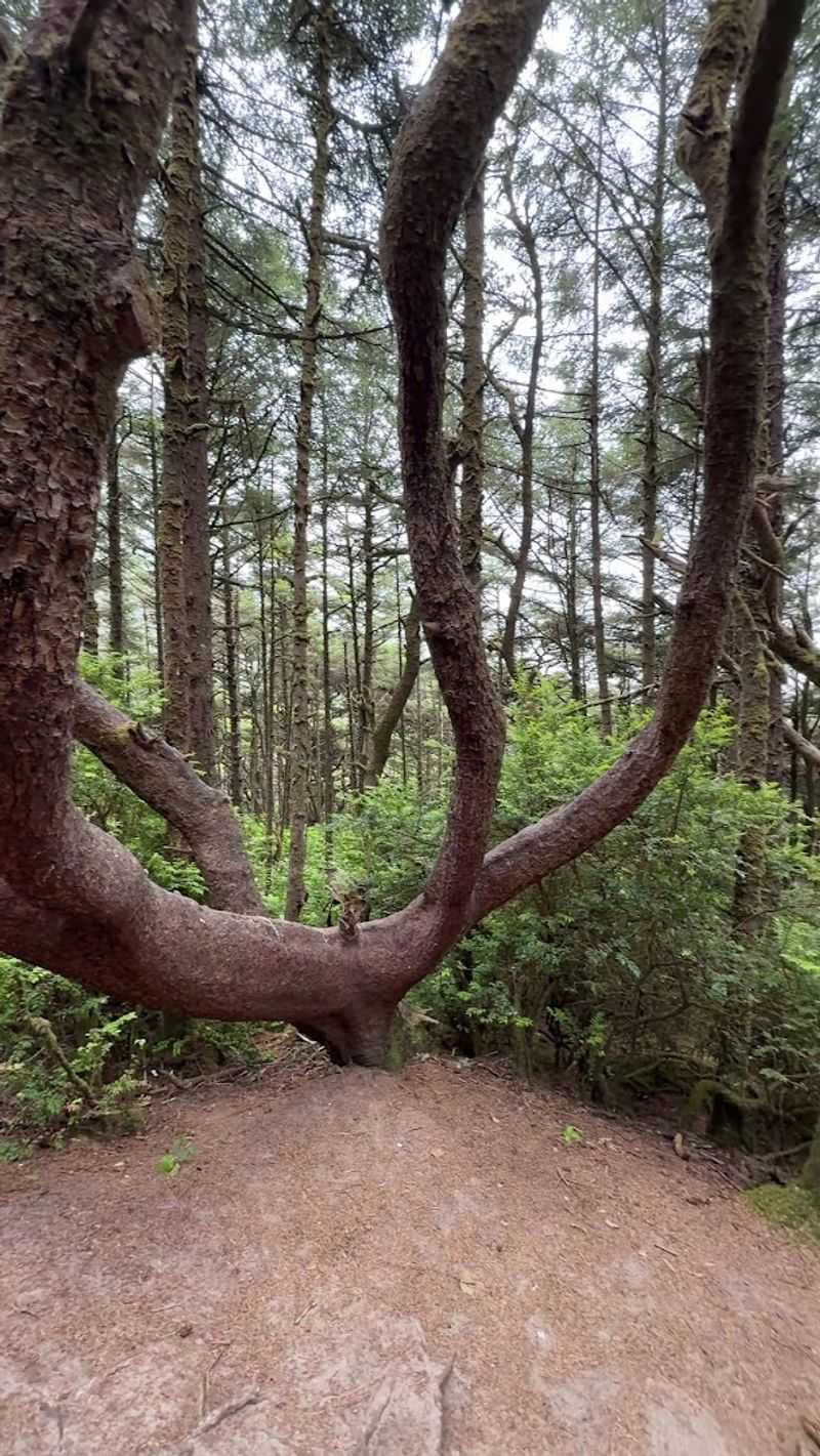 The Loop Option and the Heceta Head Lighthouse Connection