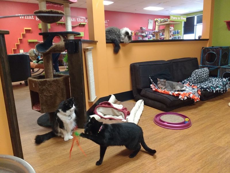 The Lounge Setup That Makes Cats Feel at Home The Lounge Setup That Makes Cats Feel at Home