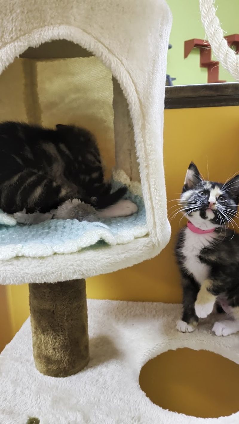 The Love Train Program Bringing More Cats to Safety The Love Train Program Bringing More Cats to Safety