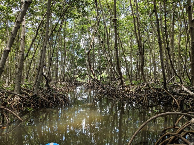 The Mangrove Ecosystem: A World Within the Water