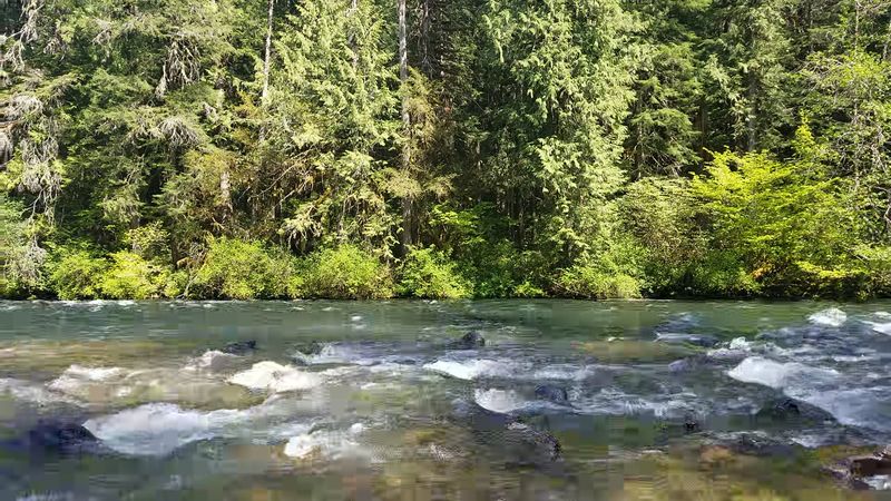 The McKenzie River: The Co-Star of This Whole Experience The McKenzie River: The Co-Star of This Whole Experience