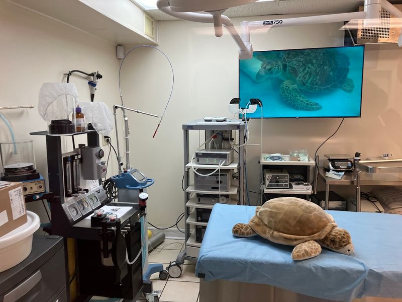 The Medical Side: Surgery, X-Rays, and Real Treatment