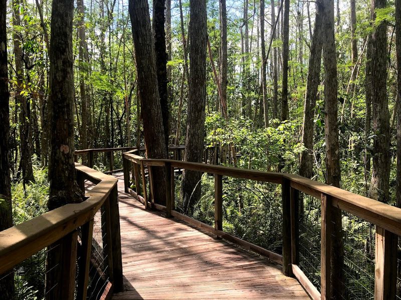 The Mile-Long Boardwalk Through Cypress Wetlands