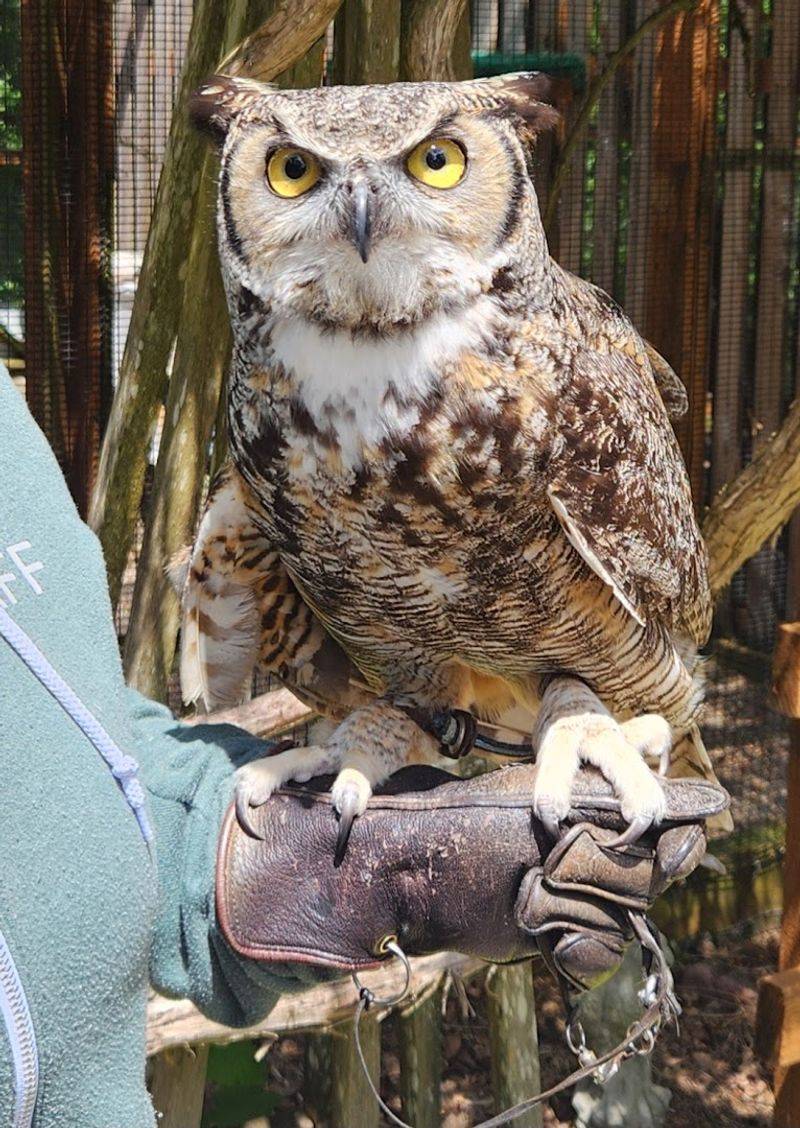 The Mission Behind the Aviaries: Rescue, Rehabilitation, and Education