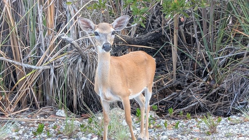 The National Key Deer Refuge and Its Wild Spaces