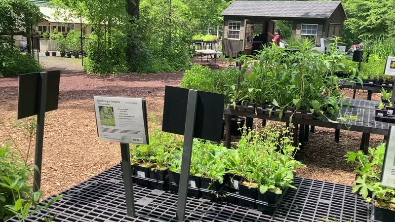 The Native Plant Nursery That Inspires You to Take Something Home The Native Plant Nursery That Inspires You to Take Something Home