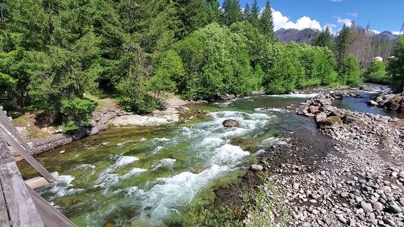 The Natural Setting: Forest, River, and Wildlife
