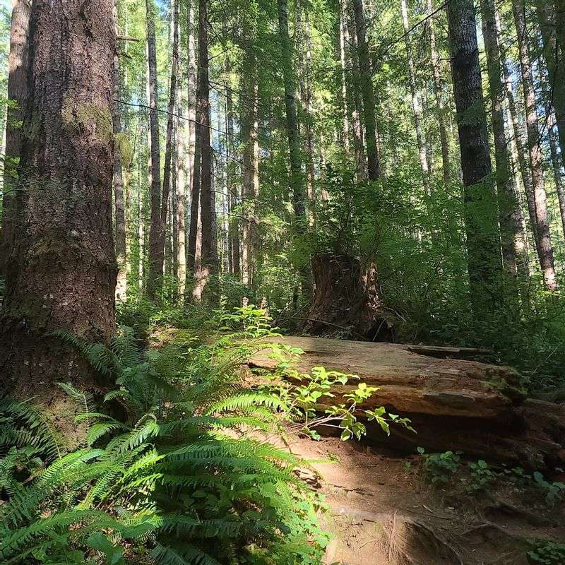 The North Fork Loop Trail Option The North Fork Loop Trail Option