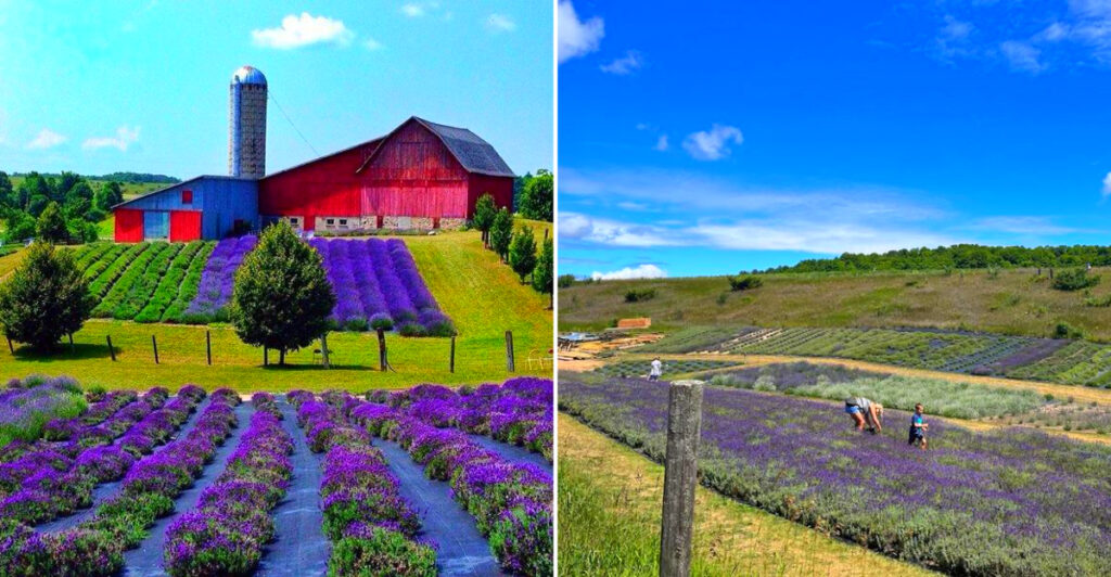 The Northern Michigan Lavender Destination Where Endless Purple Fields, Lavender Honey, and Barn Concerts Create the Perfect Summer Day