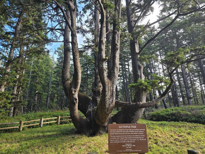 The Octopus Tree That Steals the Show