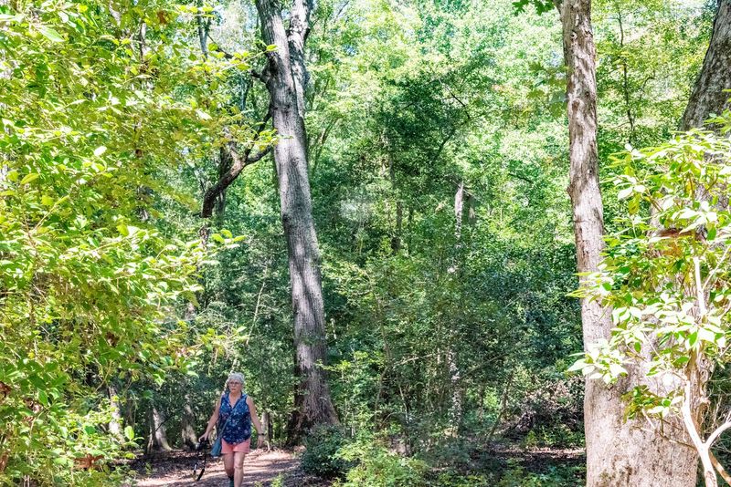 The Old-Growth Forest Setting