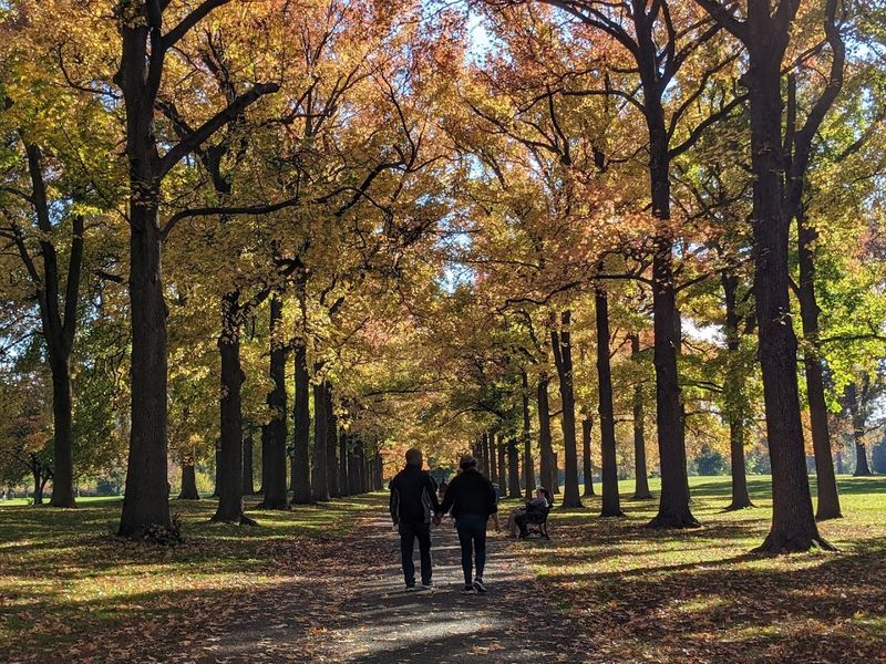 The Olmsted Legacy Hidden in Plain Sight
