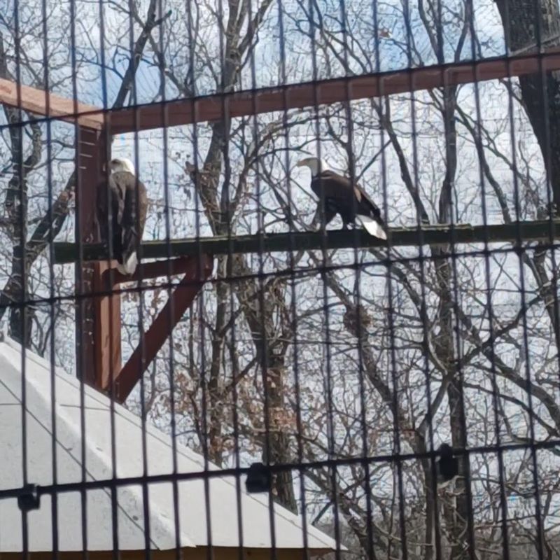 The Outdoor Avian Exhibits Along Avian Avenue The Outdoor Avian Exhibits Along Avian Avenue