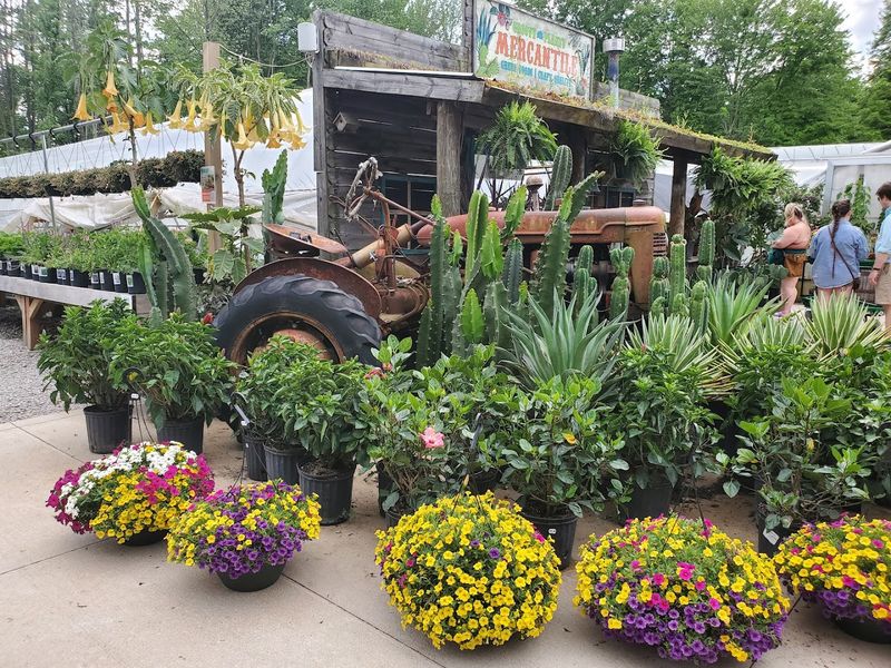 The Outdoor Plant Area and Garden Displays The Outdoor Plant Area and Garden Displays