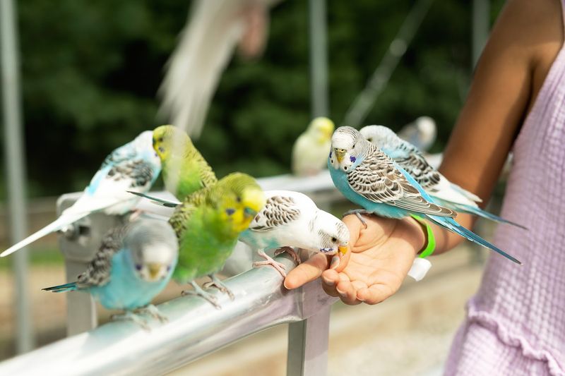 The Parakeet Aviary Is a Total Surprise The Parakeet Aviary Is a Total Surprise