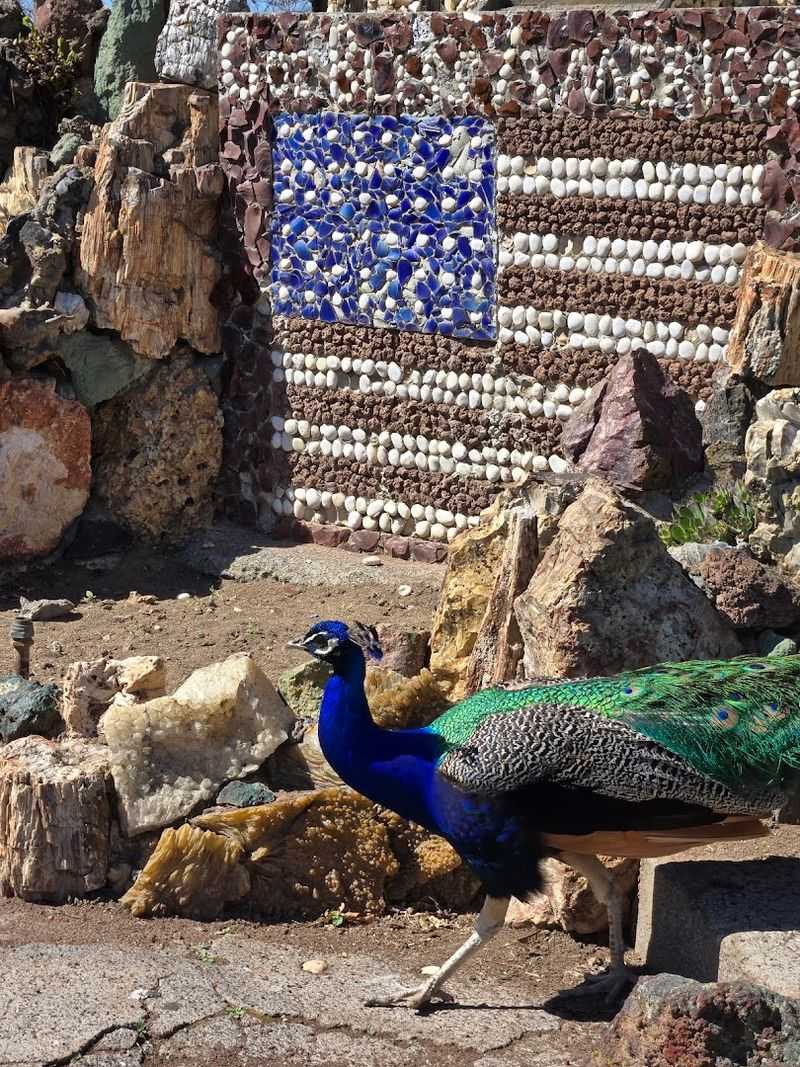 The Peacocks and Farm Animals Roaming the Grounds