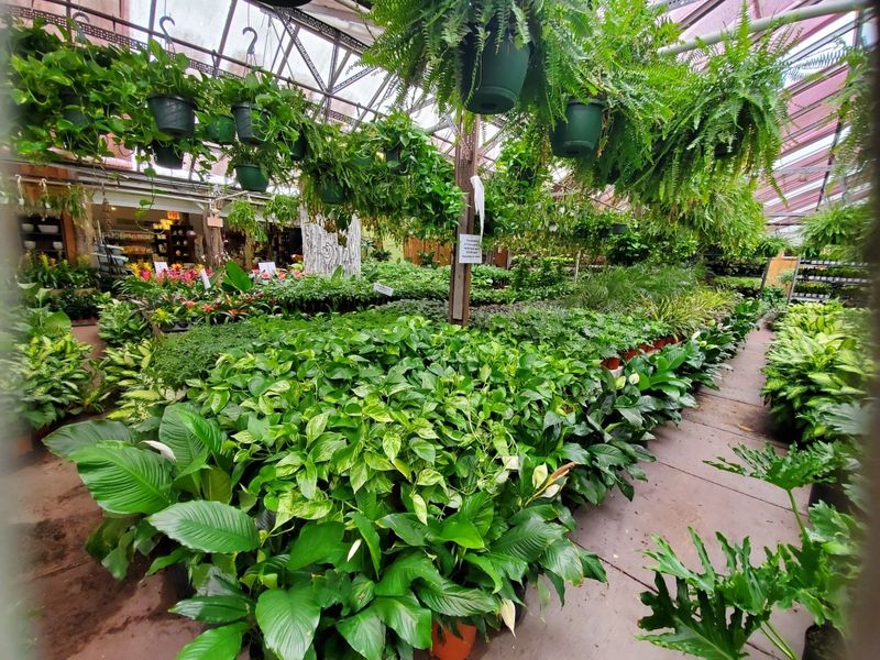 The Plant Selection That Keeps People Coming Back