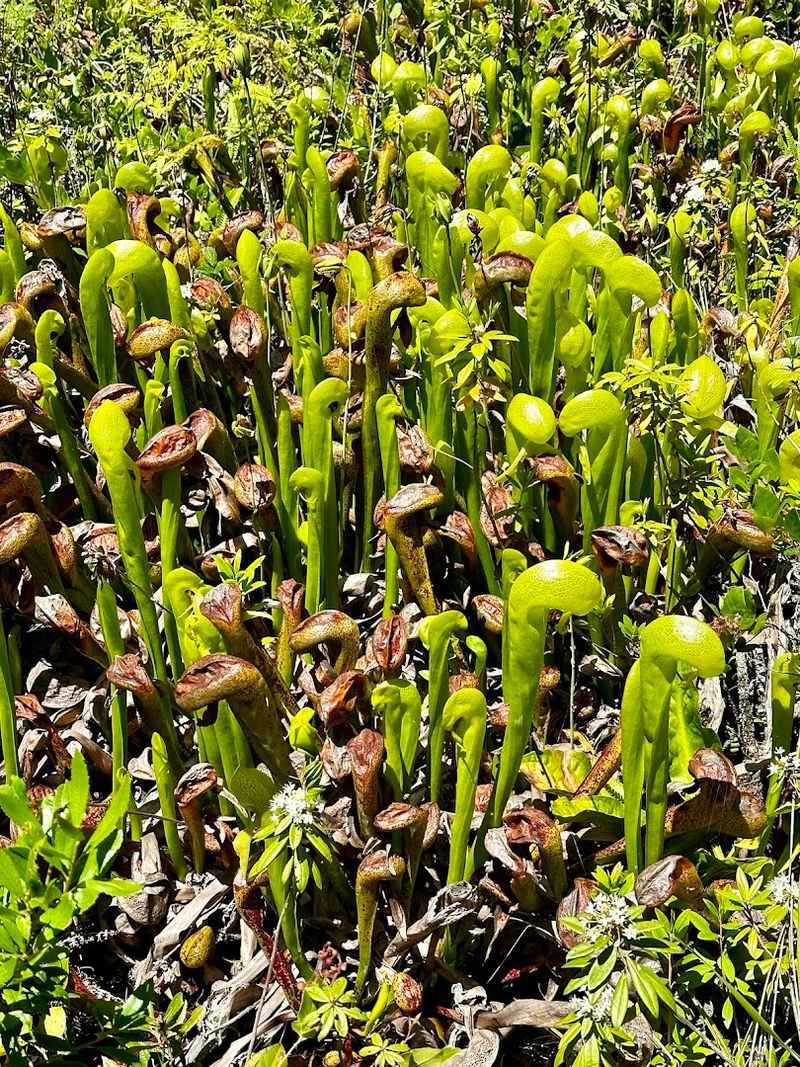 The Plant That Earns Its Scary Name