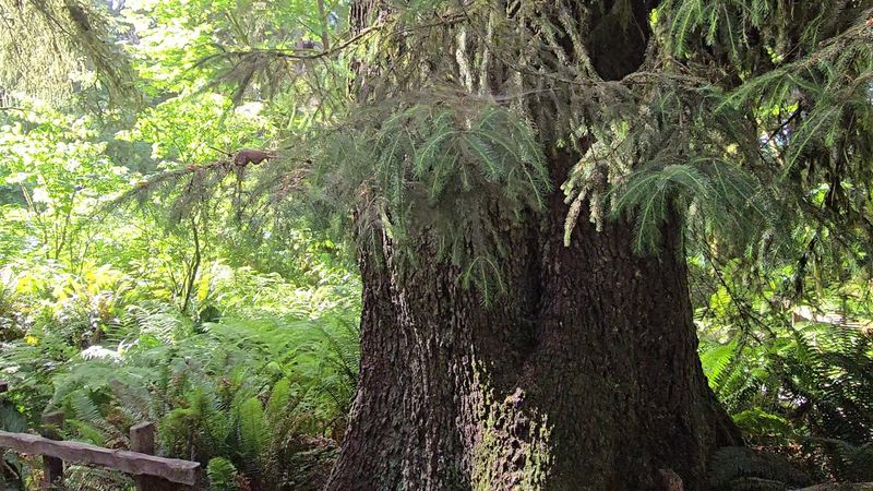 The Plants and Trees: A Rainforest Worth Noticing The Plants and Trees: A Rainforest Worth Noticing