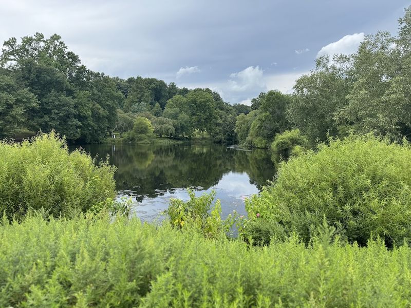 The Pond Area: Open Fields and Calm Water