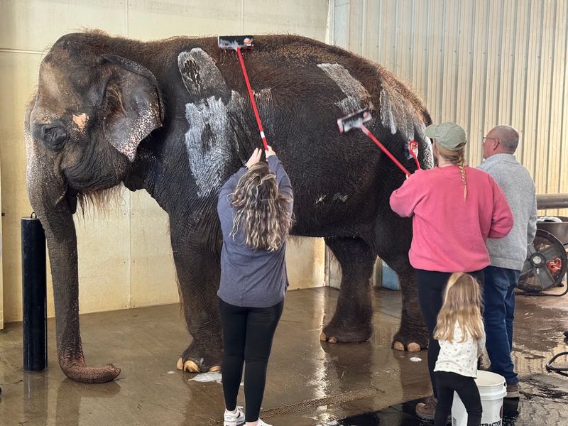 The Private Elephant Encounter