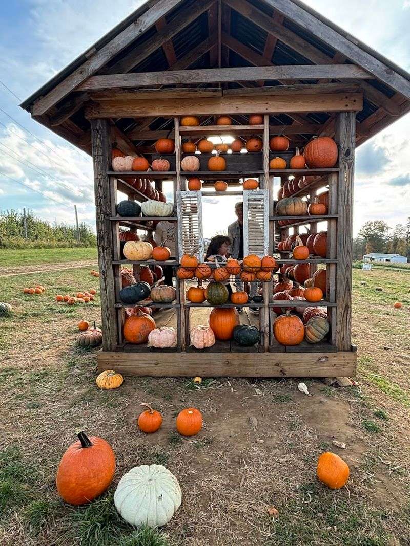 The Pumpkin Patch That Rivals the Orchard