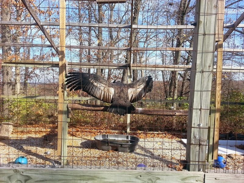 The Raptor Hospital Working Behind the Scenes The Raptor Hospital Working Behind the Scenes